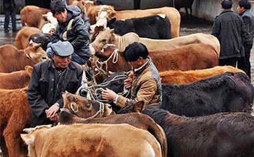養(yǎng)100頭肉牛，1年能有多少純收入？