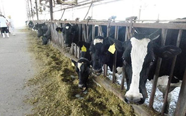 新東機(jī)械制冷罐冷藏鴨血，保障食品安